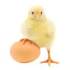 Fertilized Eggs